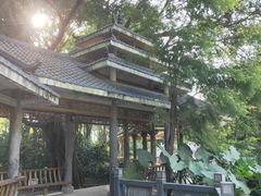 -金花茶公园