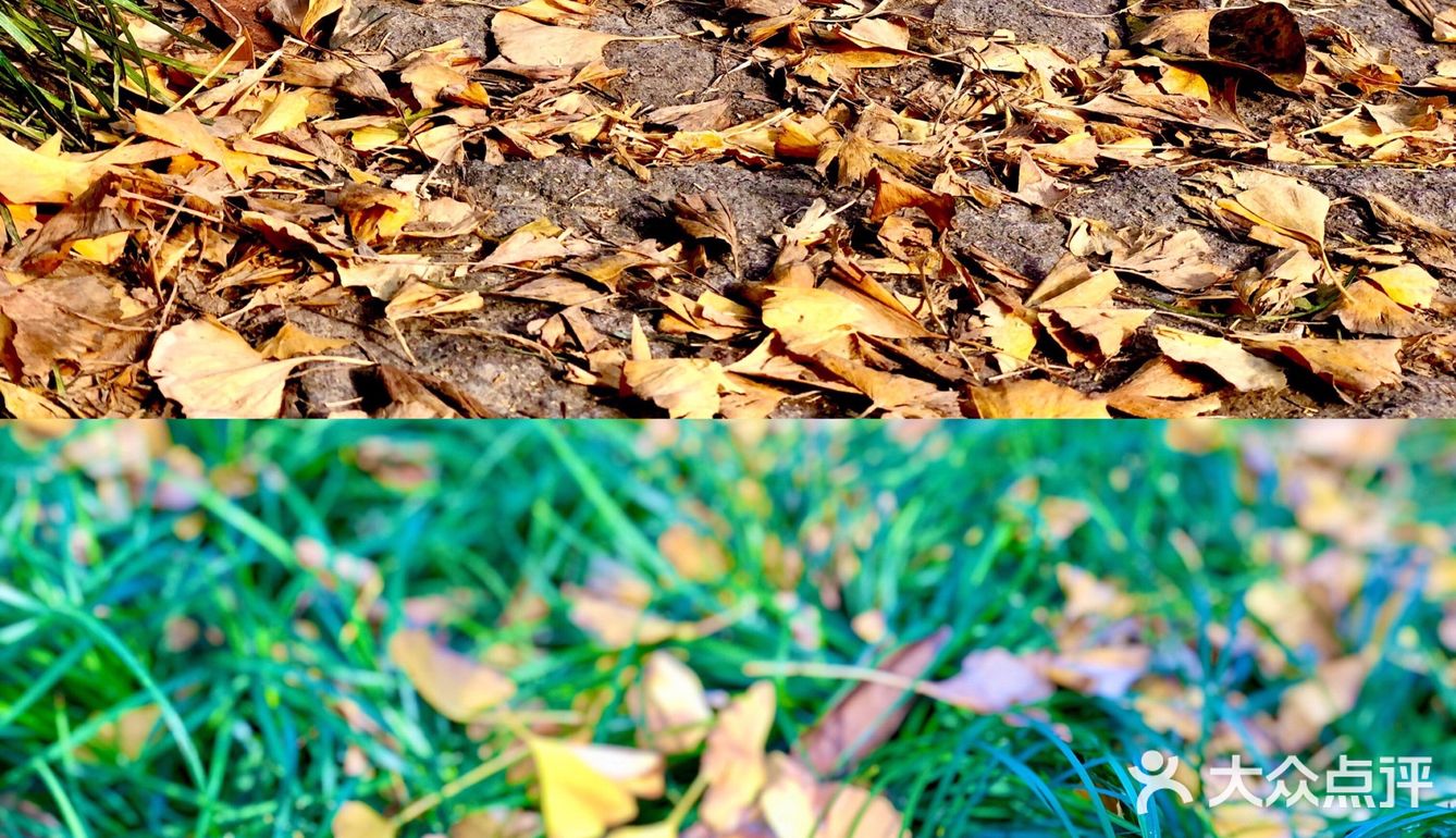 🍂🍂🍂初冬时节，寻一片金黄落叶之地