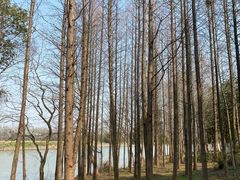 -梁鸿国家湿地公园