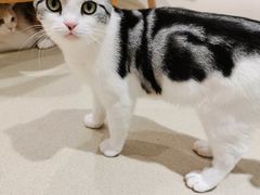 -藏猫猫咖啡主题馆(中央大道店)