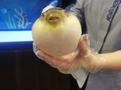 -肆月河豚·淮扬菜·湘菜(华天店)