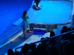 -芜湖新华联大白鲸海洋公园