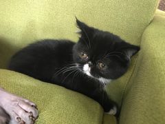 -猫咪咖啡·猫咖(万达广场店)