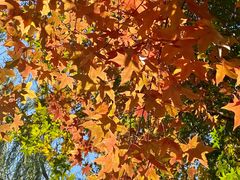 -大兴滨河森林公园