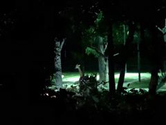 -夜间野生动物园