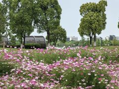 -海宁鹃湖公园