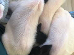 -浣熊柯尔鸭土拨鼠·电玩咖