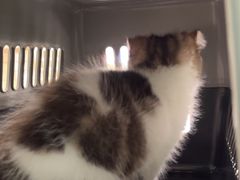 -乐琪宠物医院·犬猫专科·骨外科·急重症