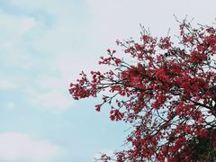 -天适樱花悠乐园