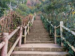 -树山生态村