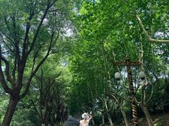 -宜兴龙背山森林公园