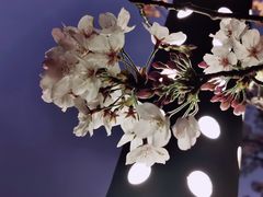 -高东镇樱花园