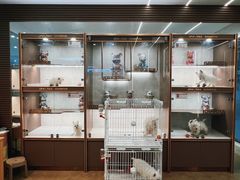 -翊宠yipet猫狗购宠庄园犬舍•猫舍