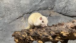 -Zoolung Zoolung动物主题公园(海信广场店)