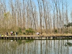 -合肥滨湖国家森林公园