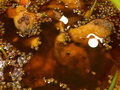 馋嘴蛙-通乐簋街小龙虾(老店)