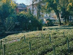 景观位-野蔓果·山野菜(西湖景区·龙井茶田店)