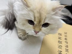 -中农国际动物医院24小时·猫科·骨科·急重症中心