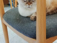 -喵园·猫主题咖啡厅·撸猫·猫咖(国贸店)