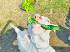 -菊园百果园