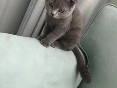 -猫的天空之城概念书店(印象城购物中心店)