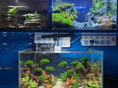 -青石桥花鸟鱼虫市场(叠翠城店)