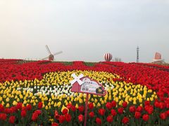 -荷兰花海