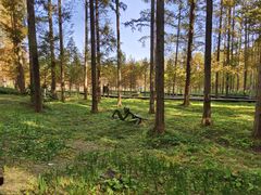 -黄海国家森林公园