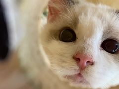 -藏猫猫咖啡主题馆(中央大道店)