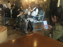 -共舞时光猫咖·狗咖(新街口店)
