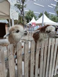 -萌宠亲子动物乐园(槐房万达店)