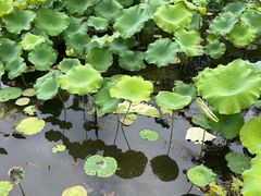 -陶辛水韵