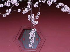 -桃花堤公园