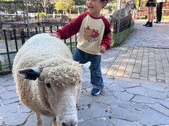 -神户市立六甲山牧场