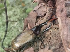 -南宫五洲植物乐园