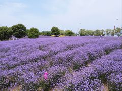 -西京湾花海