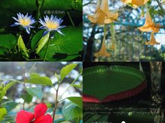 -国家植物园南园