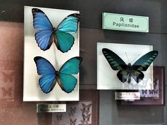 -上海昆虫博物馆