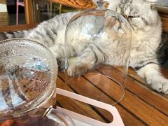 -喵屿·大理花园猫咖