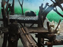 -都江堰中华大熊猫苑