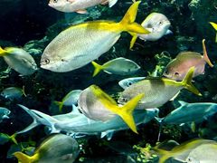 -上海海洋水族馆