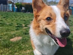 -趣玩宠物乐园寄养训犬训狗游泳池