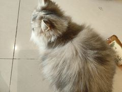 -平行世界·猫咖(首经贸店)