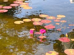 -国家植物园南园