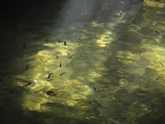 -牛背梁国家森林公园