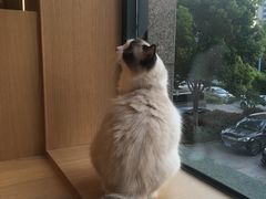 -CAT’S MEWSTAR CAFE·喵星球猫屋(晴湾咖啡店)