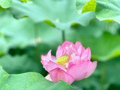 -陈家山荷花公园