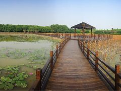 -大湾区中央湿地公园