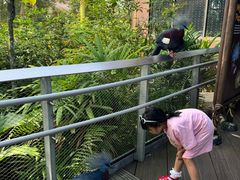 -新加坡飞禽公园