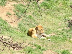 -西霞口神雕山野生动物世界